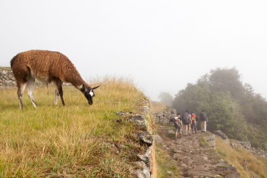 Wandelaars op weg naar Machu Picchu, Peru