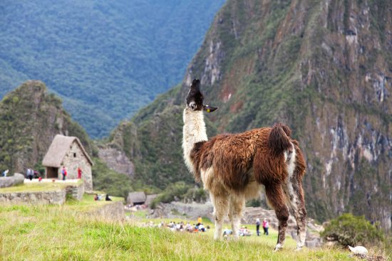 Wildlife bij een van de hoogtepunten van Peru: Machu Picchu. rondreis peru, bezienswaardigheden
