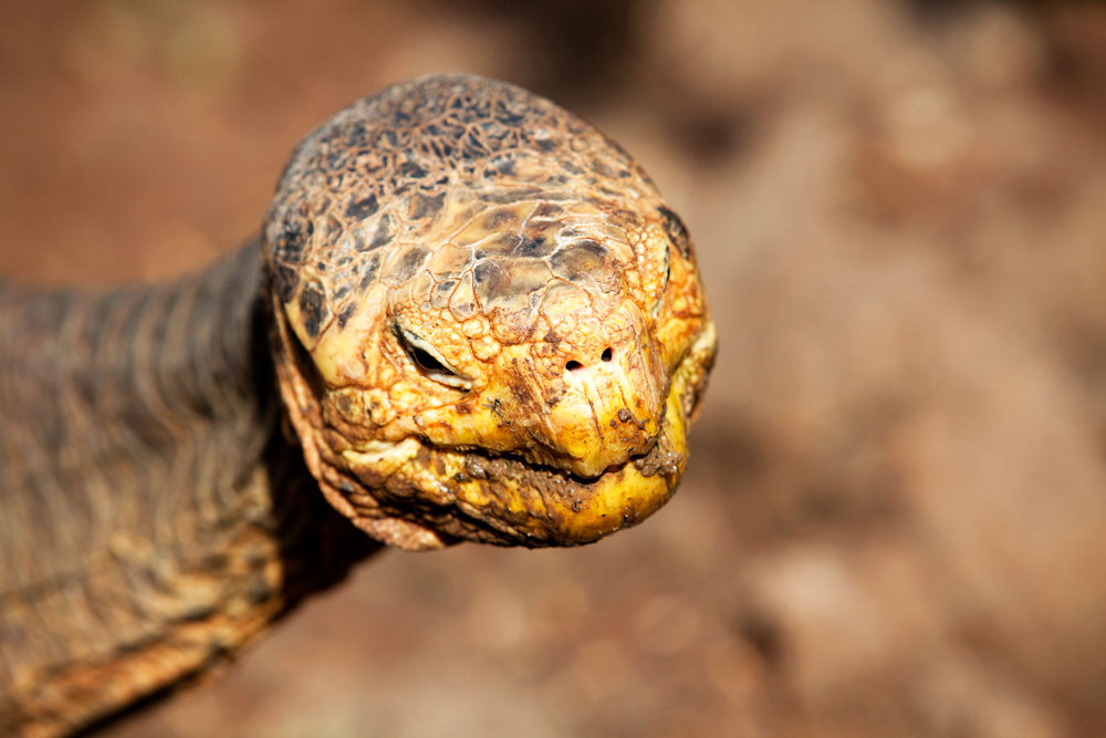 Close-up van een schildpad op Santa Cruz. Rondreis Galapagos eilanden, Ecuador, cruise, expeditie