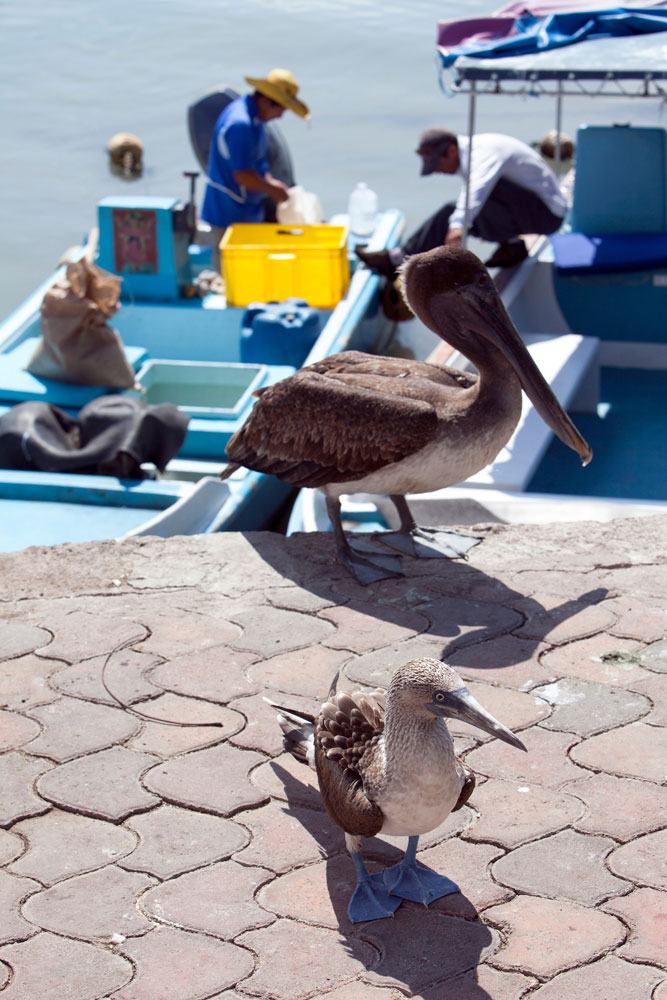 Pelikaan wacht op een visje op Santa Cruz. Rondreis Galapagos eilanden, Ecuador, cruise, expeditie