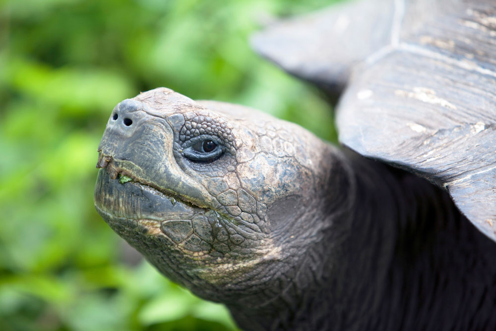 Close-up van een schildpad op Santa CruzRondreis Galapagos eilanden, Ecuador, cruise, expeditie