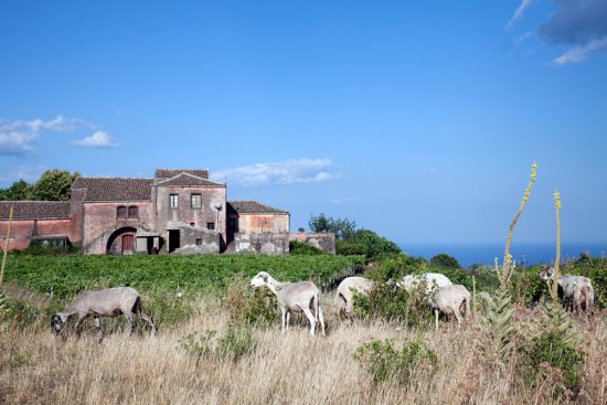 Op de hellingen van de vulkaan Etna lopen volop schapen en geiten. Rondreis Sicilie, Italie, bezienswaardigheden en hotspots, wat te doen