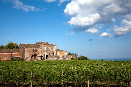 De vruchtbare Etna vulkaangrond staat vol wijnranken. Rondreis Sicilie, Italie, bezienswaardigheden en hotspots, wat te doen