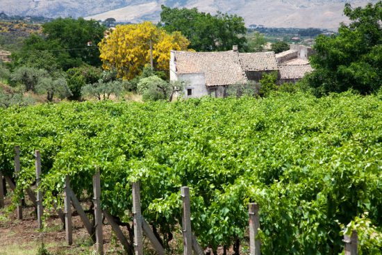 Heerlijk, de wijnen van het eiland Sicilie, Italie. Rondreis Sicilie, Italie, bezienswaardigheden en hotspots, wat te doen