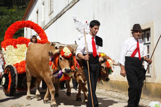 Met koeien en wagen wordt het brood door de stad gereden. Festa dos Tabuleiros, Tomar, Portugal