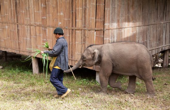Olifantenopvang Mae Tang. Natuurlijk maak ik geen ritje op een olifant. Rondreis Thailand en Laos