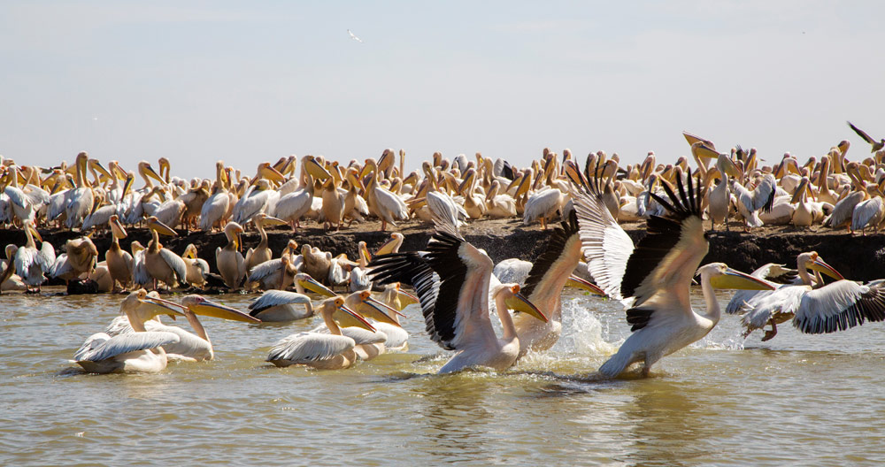 Duizenden pelikanen verblijven jaarlijks in het natuurpark Djoudj. Rondreis Senegal, Afrika, tips vakantie