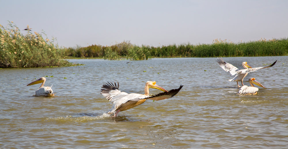 Een pelikaan in het natuurgebied Djoudj. Rondreis Senegal, Afrika, tips vakantie