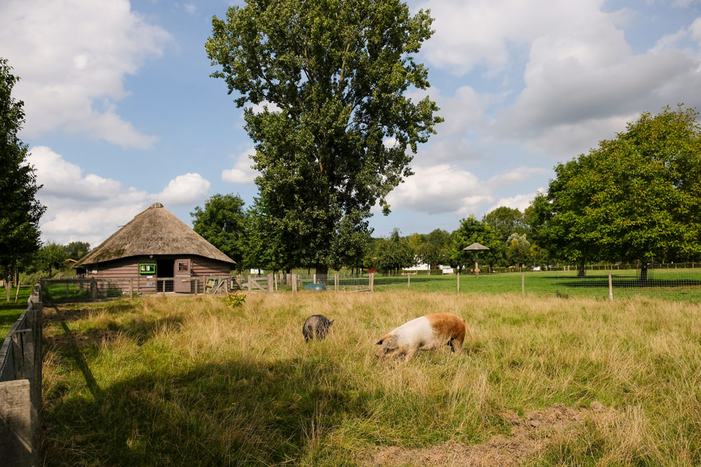 Twee scharrelvarkens bij stadslandgoed De Kemphaan. Duurzame stedentrip Almere, Flevoland, Nederland, staycation