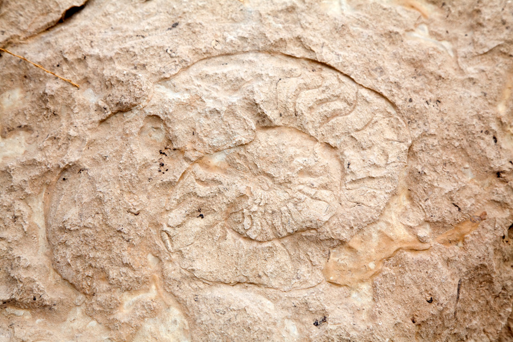 Fossiel in het gesteente bij Dana natuurreservaat. Rondreis Jordanie met Wadi Rum, Petra, Dana reserve en de Dode Zee