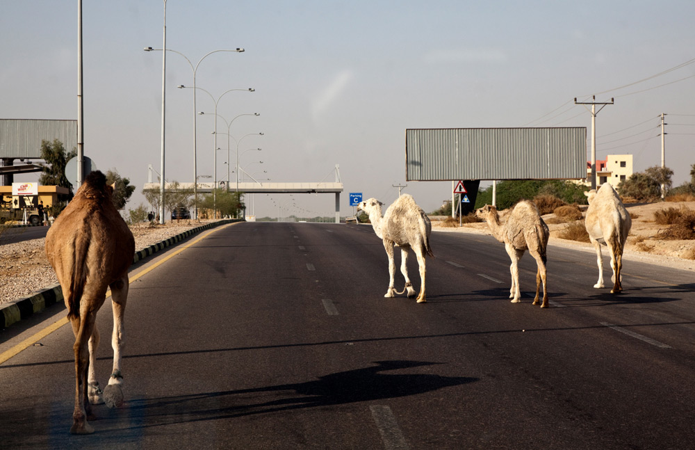 Rondreis Jordanië, de snelweg deel je met kamelen. Rondreis Jordanie met Wadi Rum, Petra, Dana reserve en de Dode Zee