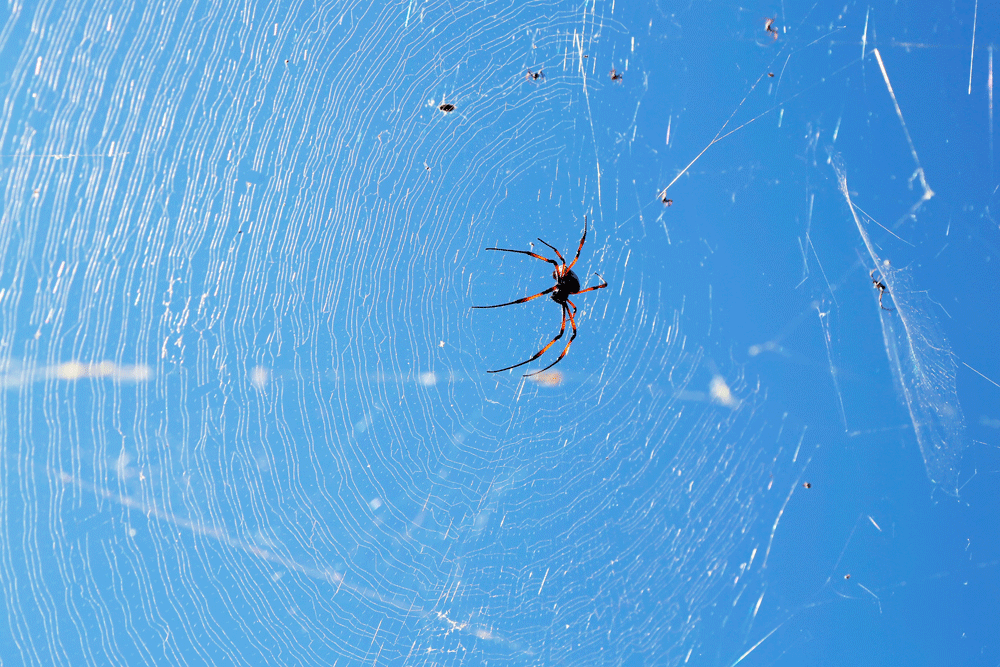 Oeps, bijna in een spinnenweb gewandeld. Rondreis Madagaskar, wnadelen in de buurt van Betafo. Hiken.