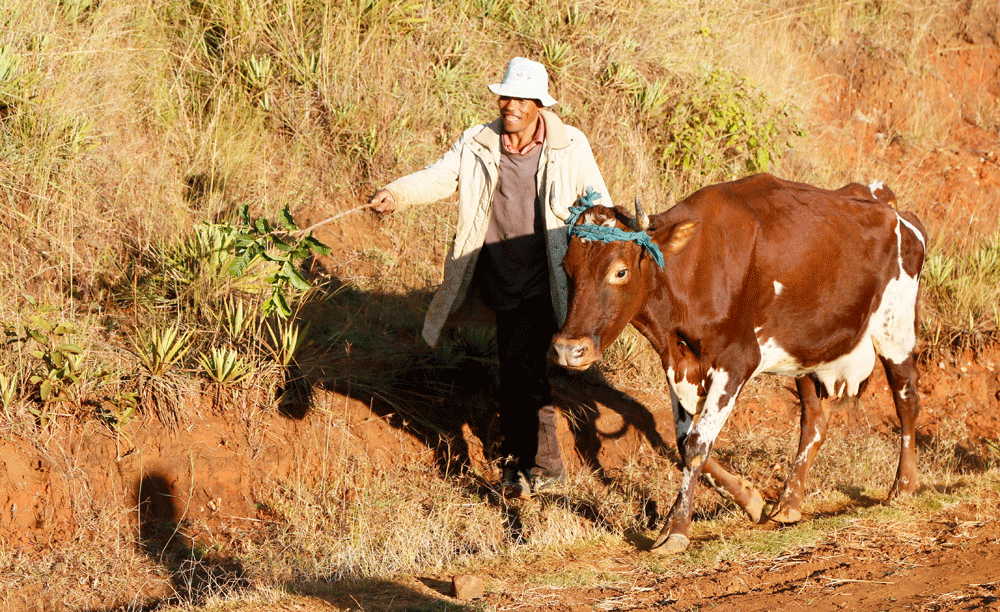 Man met koe in Madagaskar. Rondreis Madagaskar, wnadelen in de buurt van Betafo. Hiken.