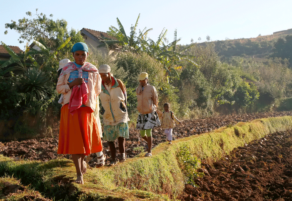Dorpsbewoners wandelen over een dijkje in de bergen rond Betafo. Magadascar.. Rondreis Madagaskar, wnadelen in de buurt van Betafo. Hiken.