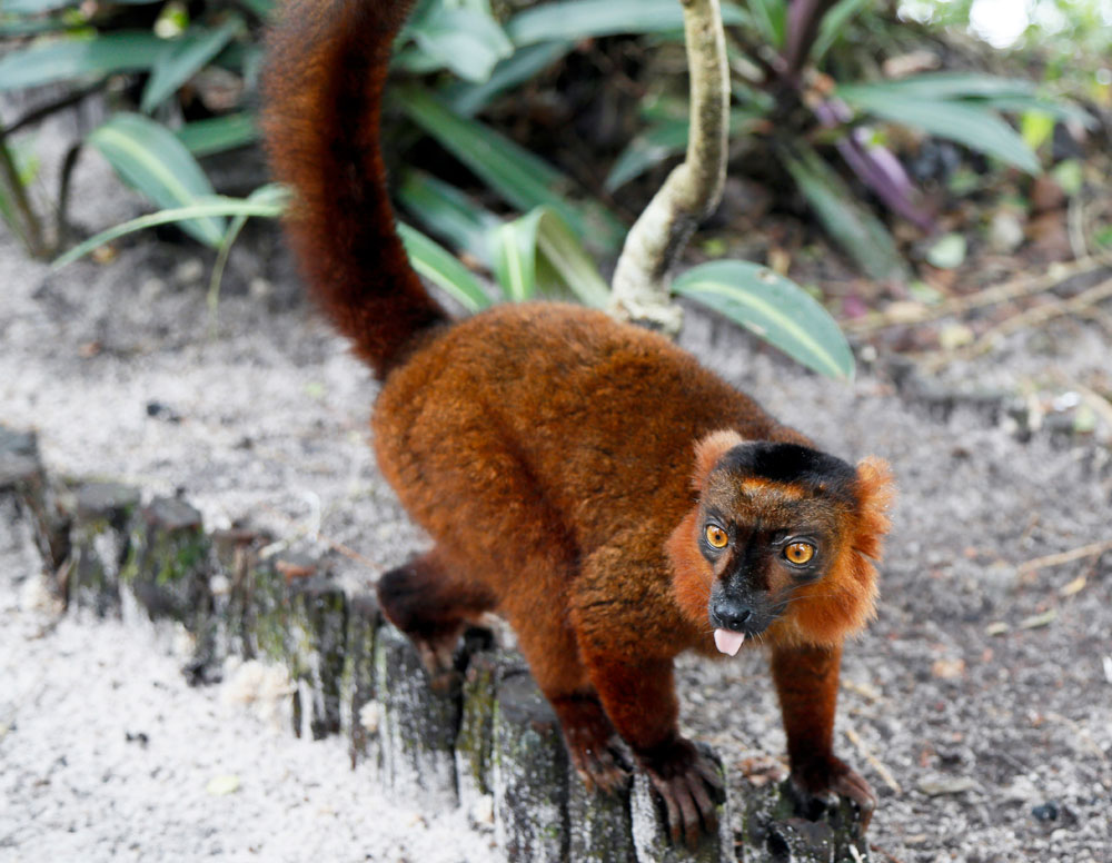 Sommige lemuren zijn echt niet bang voor mensen , rondreis Madagaskar