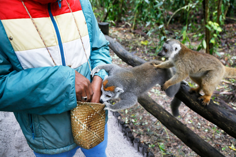 De lemuren bij hotel Palmarium weten van wie ze eten krijgen. Rondreis Madagaskar, roadtrip Madagascar, lemuren