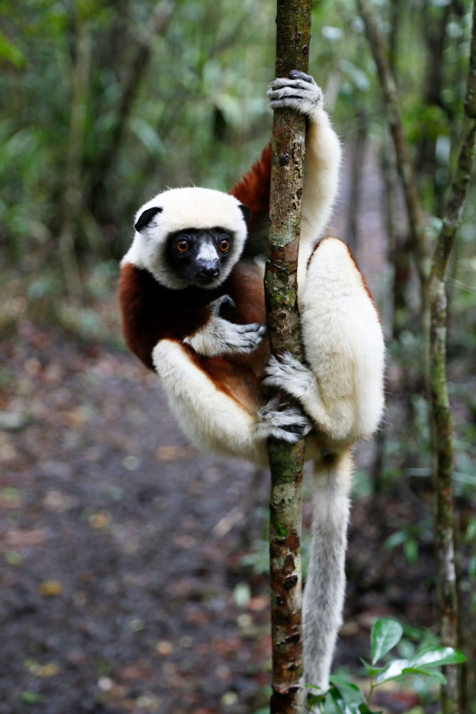 Lemuren komen soms zo dichtbij dat je ze bijna kunt aanraken. Rondreis Madagaskar, roadtrip Madagascar, lemuren