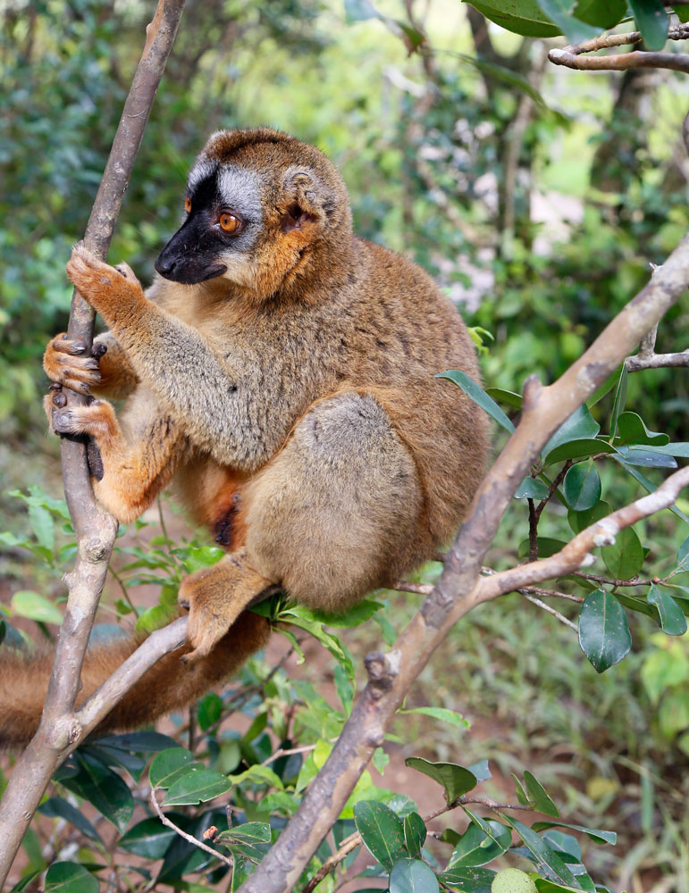 Een mannelijke kroonmaki op een tak. Rondreis Madagaskar, roadtrip Madagascar, lemuren