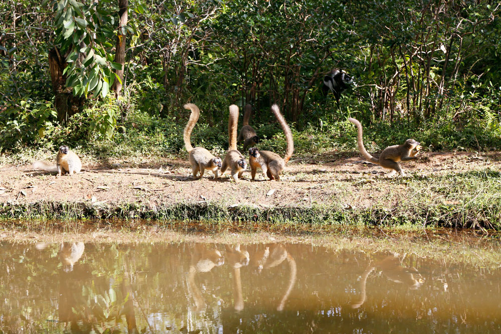 Lemuren op een eiland bij het Vakona-hotel. Rondreis Madagaskar, roadtrip Madagascar, lemuren