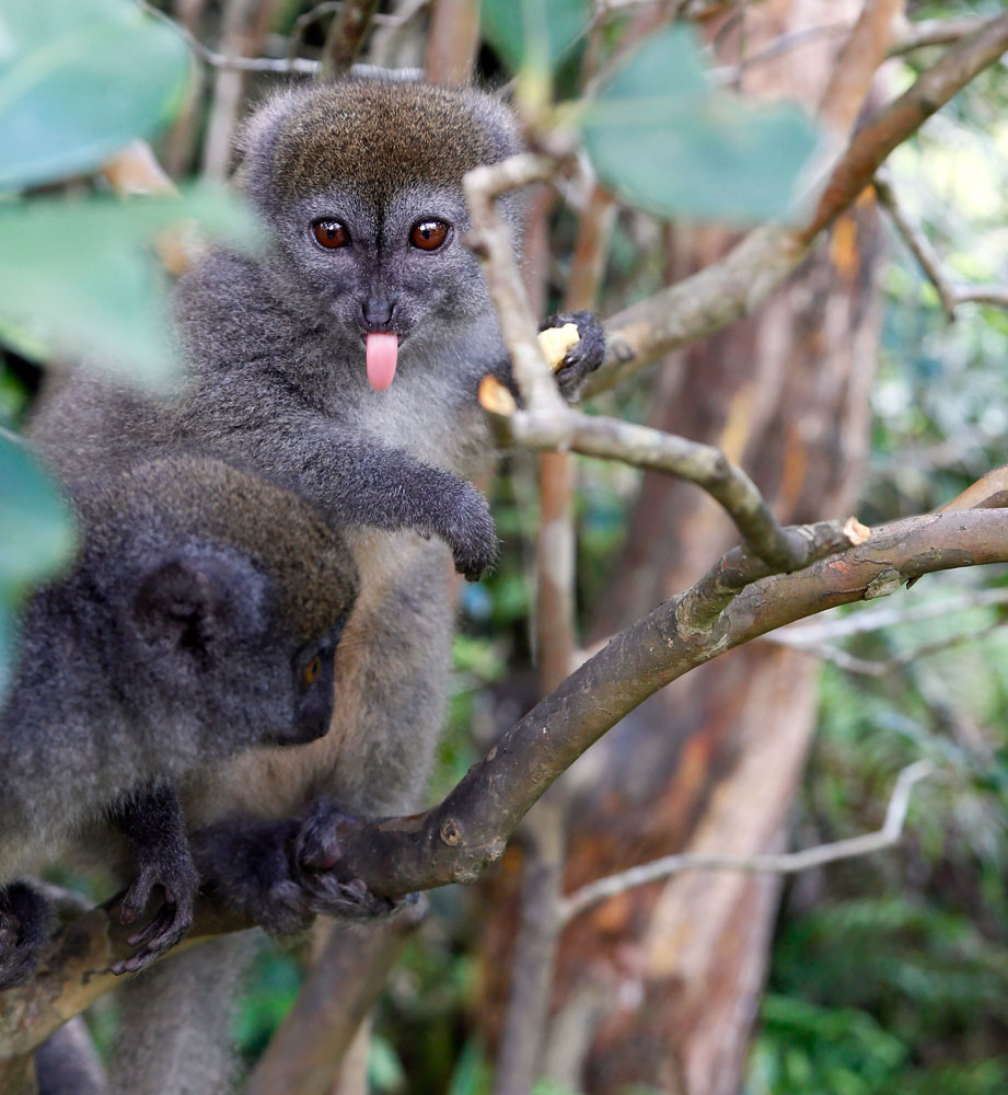 Een brutale bamboemaki. Rondreis Madagaskar, roadtrip Madagascar, lemuren