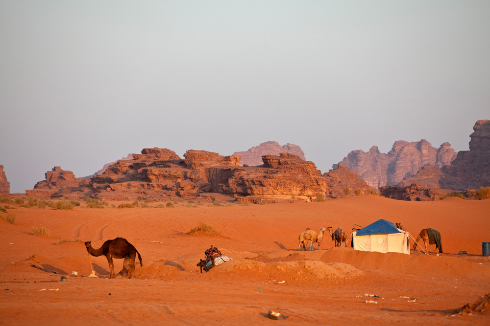 Kamelen in de Wadi Rum woestijn, Jordanië . Rondreis Jordanie met Wadi Rum, Petra, Dana reserve en de Dode Zee