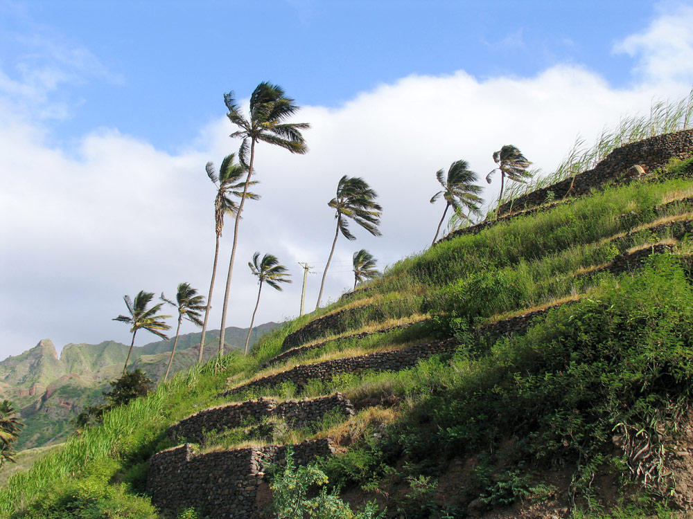 Palmbomen op Santo Antao. Rondreis, Kaapverdië, Ilha do Sal, eilandhoppen, island hopping,