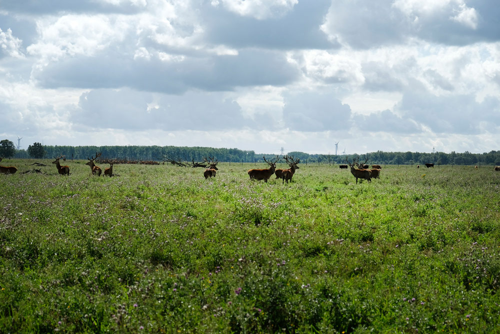 De herten blijven op veilige afstand, Oostvaardersplassen, Almere, safari, excursie