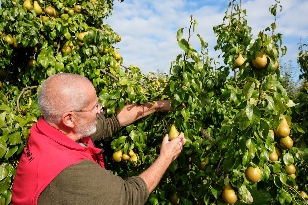 Een snelle les appels en peren plukken. Wandelen en fietsen in Flevoland