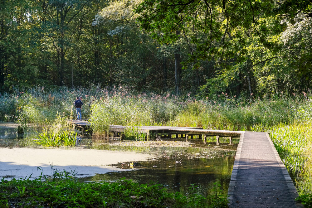 In het Waterloopbos werden tientallen jaren proeven gedaan. Wandelen en fietsen in Flevoland
