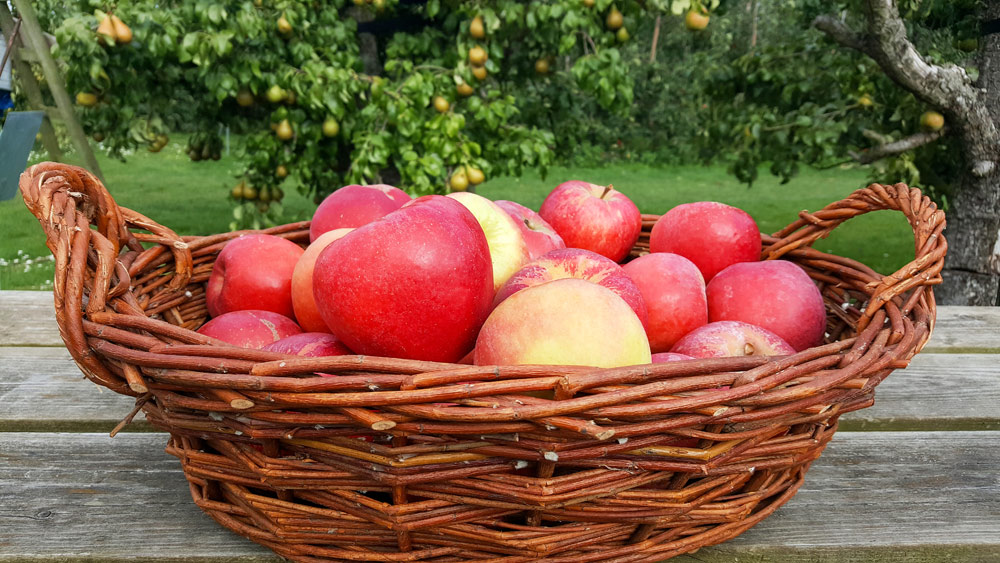 appels plukken bij Vink Fruitboerderij. Wandelen en fietsen in Flevoland, Noordoostpolder
