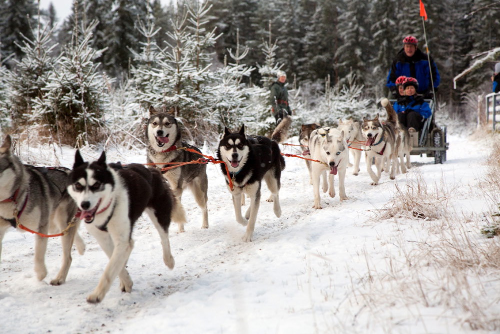 Toeren met de husky-slee voor het Finse landschap. Wintersport in Vuokatti, Lapland, Finlans