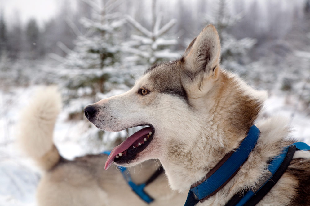 De husky's zijn klaar voor een sledetocht. Wintersport in Vuokatti, Lapland, Finlans