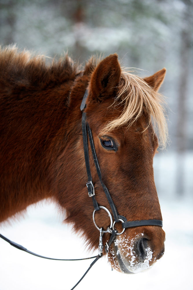 Paard met besneeuwde snoet. Wintersport in Vuokatti, Lapland, Finlans