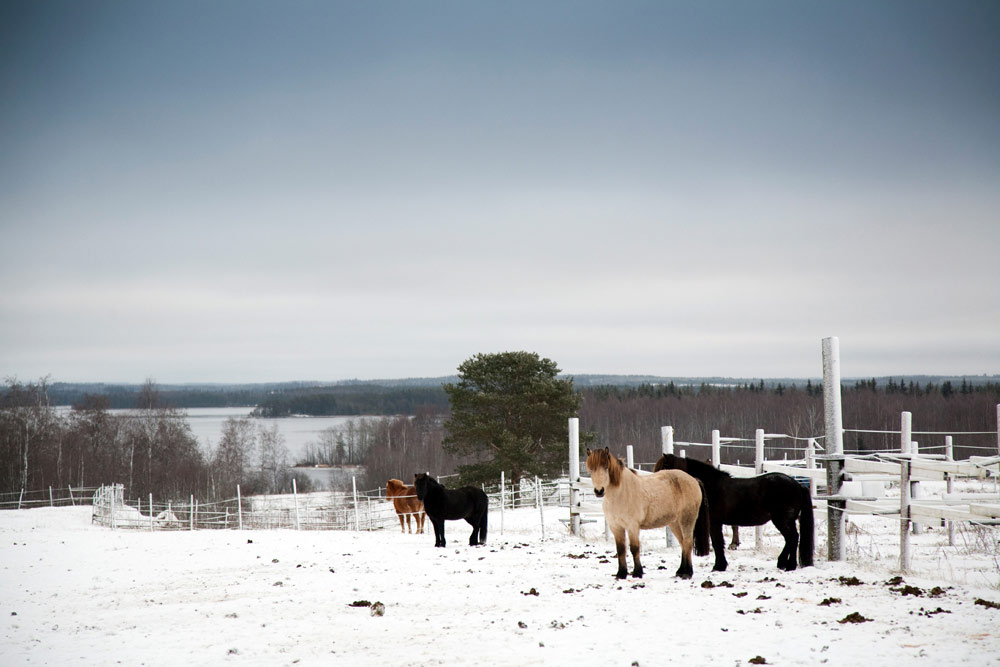 Paarden in de sneeuw van Fins Lapland. Wintersport in Vuokatti, Lapland, Finlans