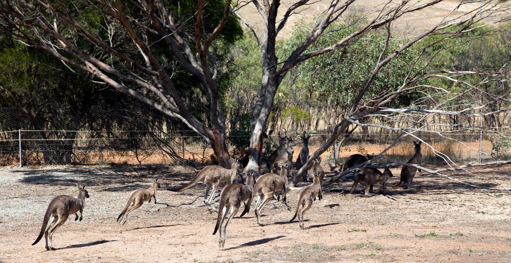 Je kunt ze niet missen in Australië: de kangoeroes. Vakantie Australie, rondreis natuurparken