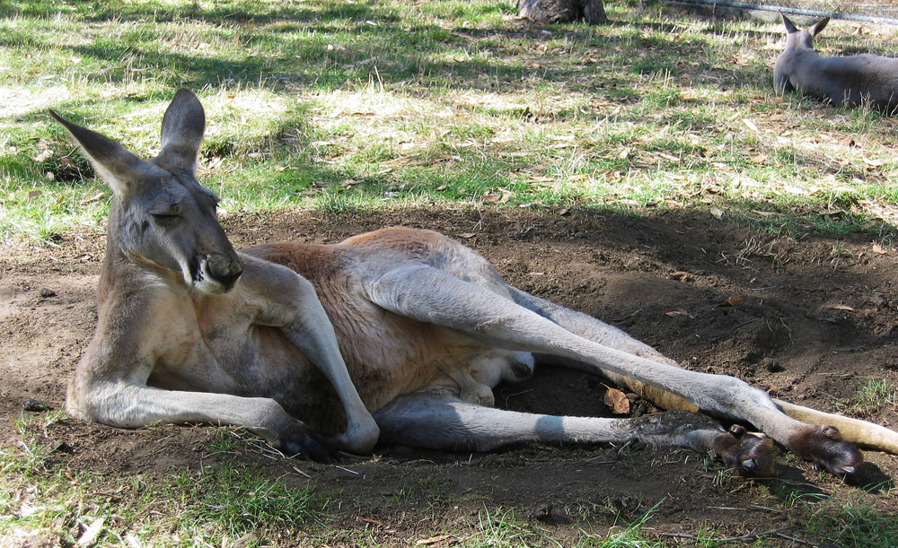 Rustende kangoeroe in Australië. Vakantie Australie, rondreis natuurparken