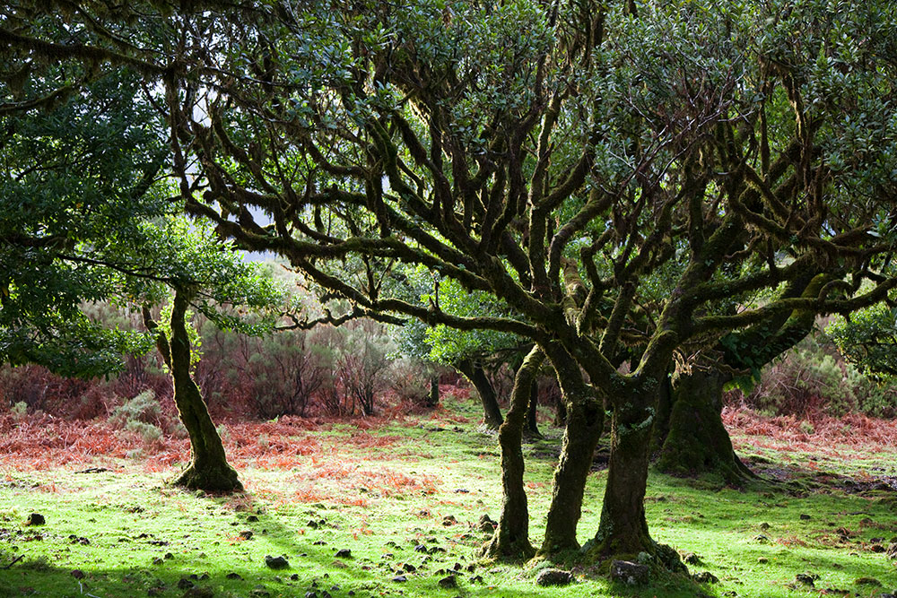 Madeira, het Laurisilva-oerbos